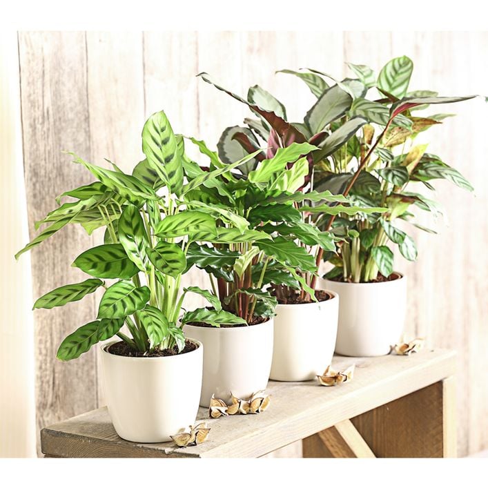 calathea pflanze bewegt sich Calathea Compactstar | 80cm main image 0
