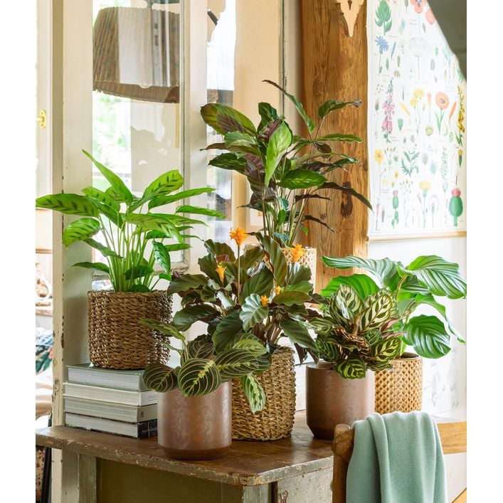 Korbmarante - Calathea sanguinea 'Magicstar' | Dehner