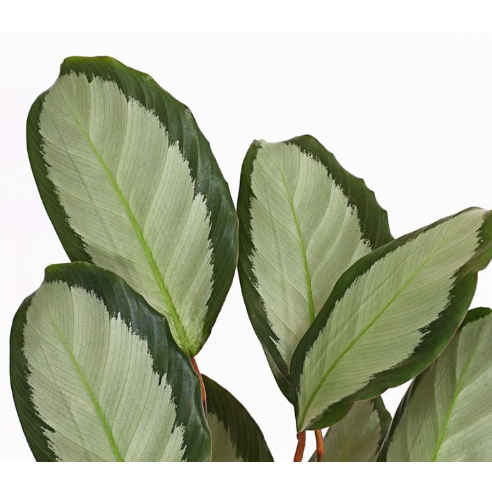 Korbmarante - Calathea picturata | Dehner