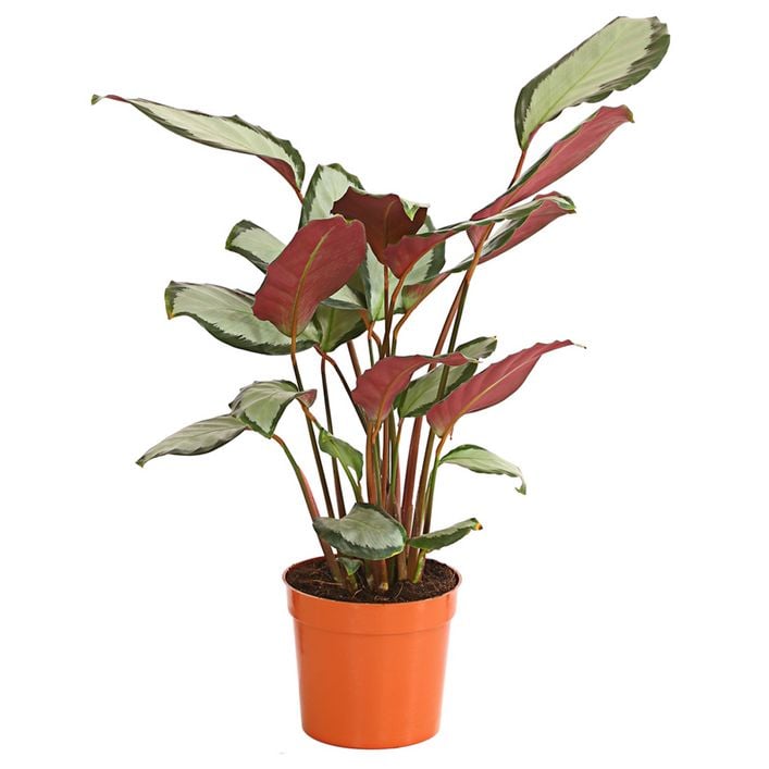 Korbmarante - Calathea picturata | Dehner