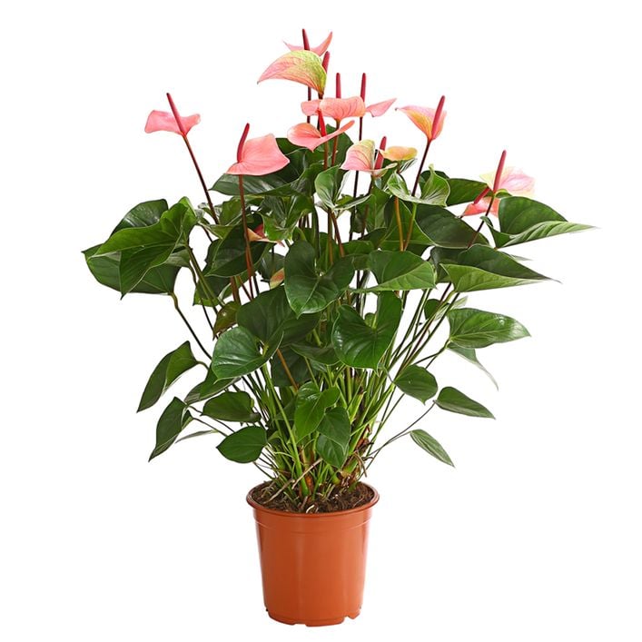 Groe Flamingoblume - Anthurium andreanum | Dehner