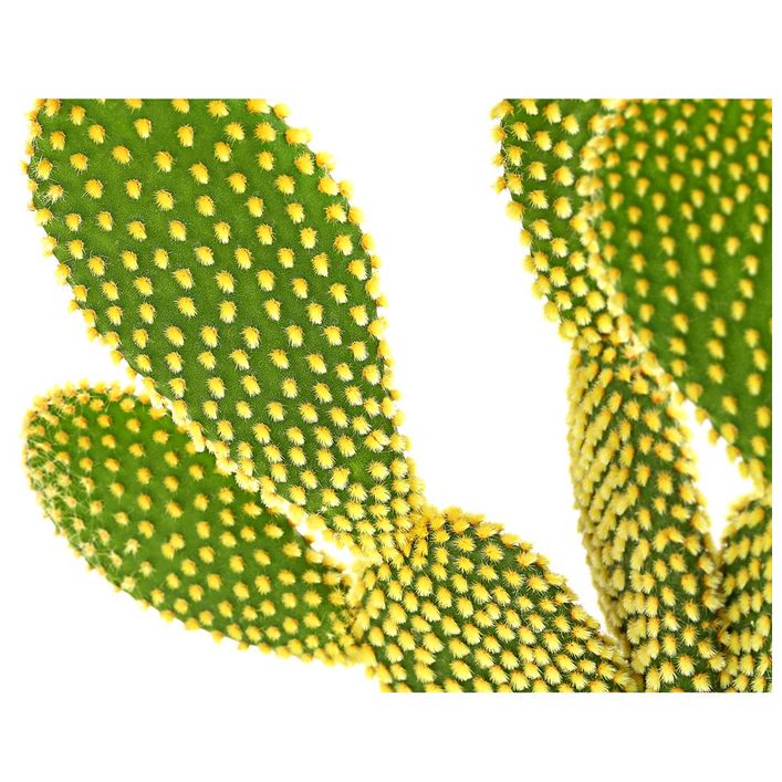 monstera coaster Concrete Monstera Coaster – Mutual Adoration + POST