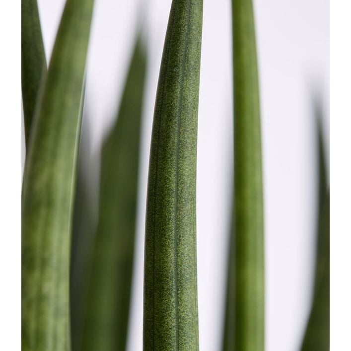 Bogenhanf - Sansevieria cylindrica, | Dehner