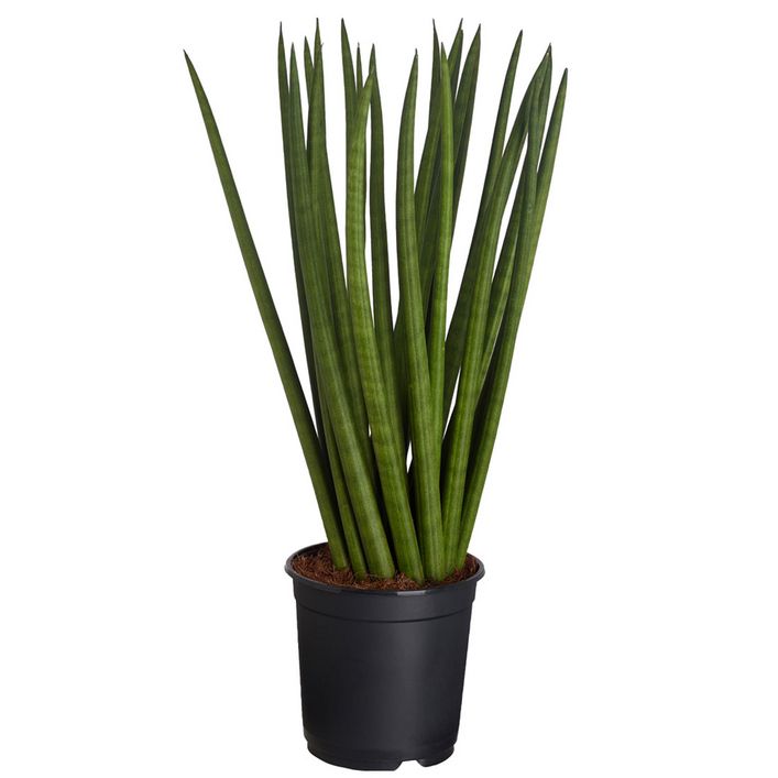 Bogenhanf - Sansevieria cylindrica, | Dehner