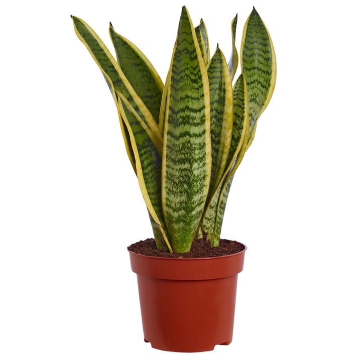 Bogenhanf - Sansevieria trifasciata var. | Dehner