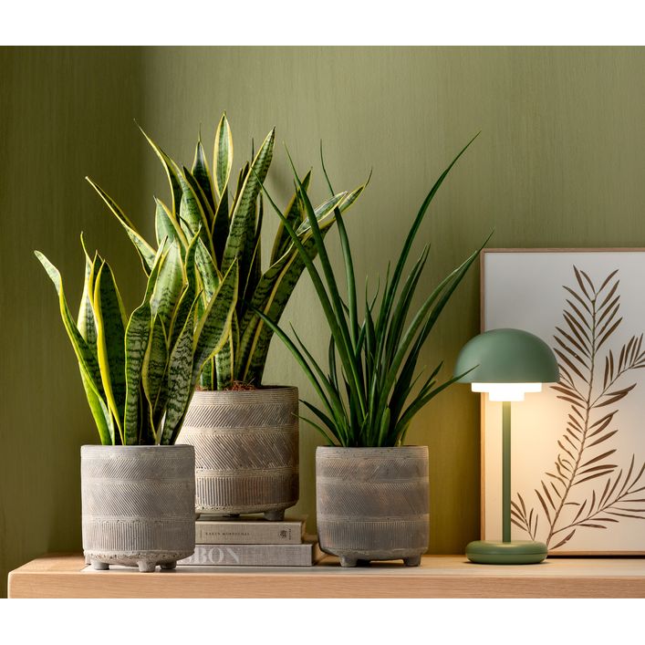 Bogenhanf - Sansevieria trifasciata var. | Dehner