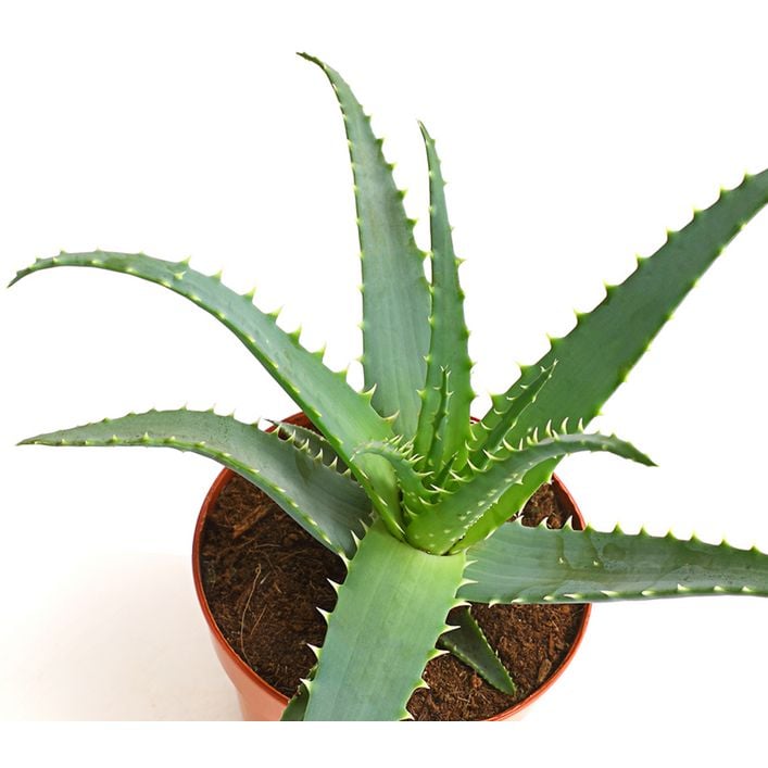Tintenfisch-Aloe - Aloe arborescens | Dehner