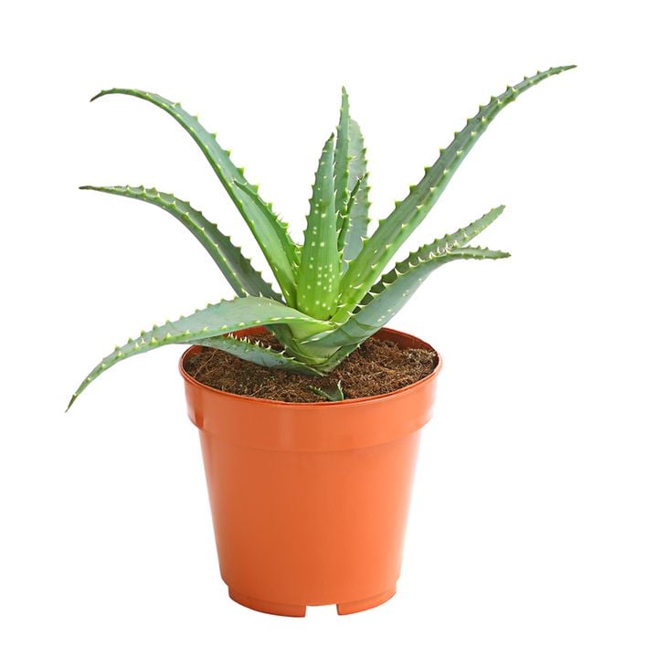 agave victoriae reginae winterhart Agave Victoriae Reginae ‘Queen Victoria Agave’ 4