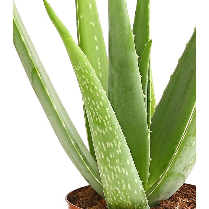 Echte Aloe - Aloe vera | Dehner