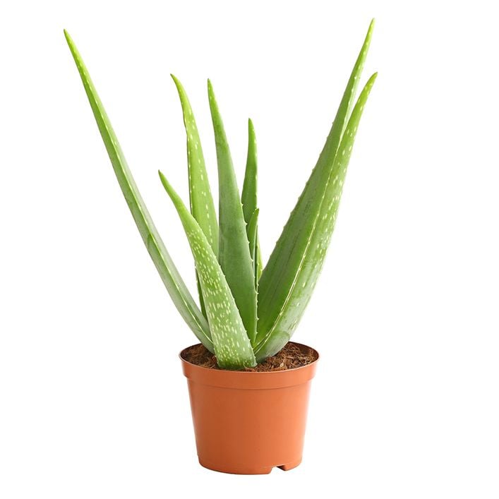 gel hidratante aloe vera Pure Aloe Vera Gel, 114 grams main image 1