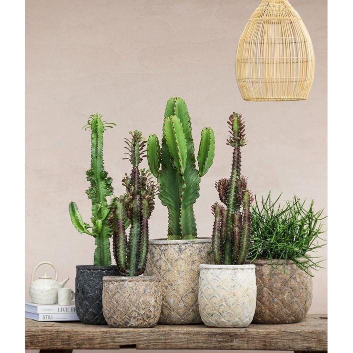 Kaktus-Wolfsmilch - Euphorbia ingens | Dehner