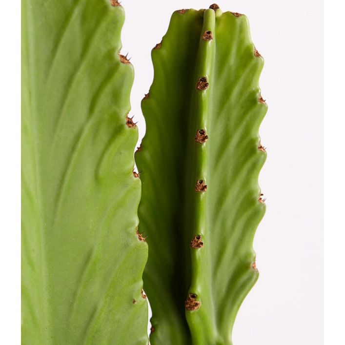 Kaktus-Wolfsmilch - Euphorbia ingens | Dehner