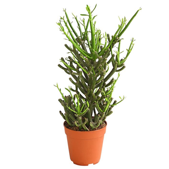 Bleistiftbaum - Euphorbia tirucalli | Dehner