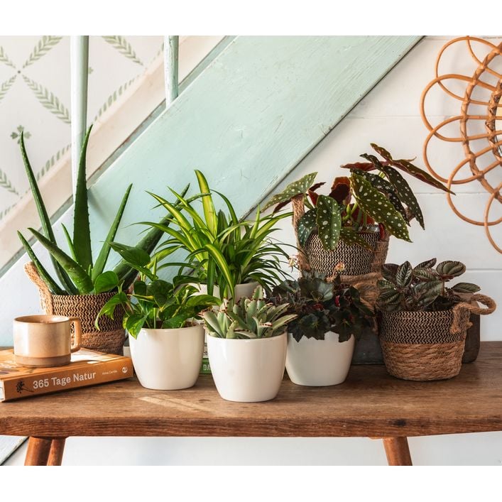 Bio Echte Aloe - Aloe vera | Dehner