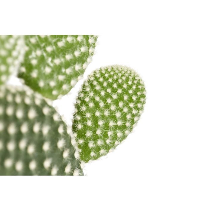 Hasenohr-Kaktus - Opuntia microdasys, | Dehner