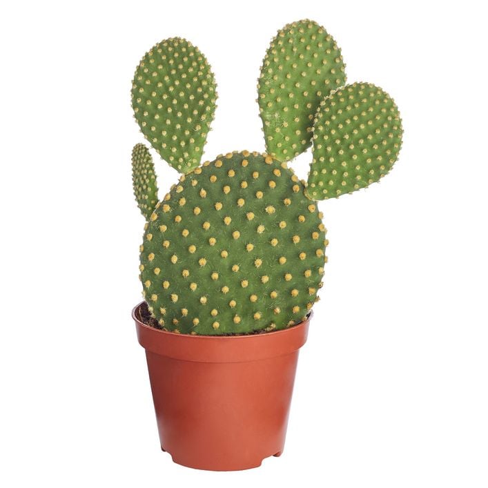 mammillaria geminispina Mammillaria Geminispina – AceMegaSucculents main image 0