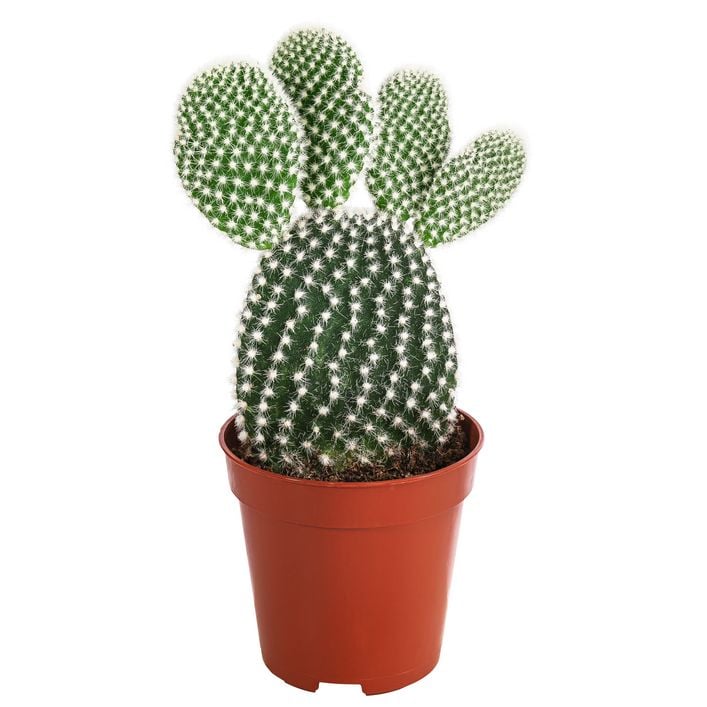 Feigenkaktus - Opuntia microdasys, | Dehner