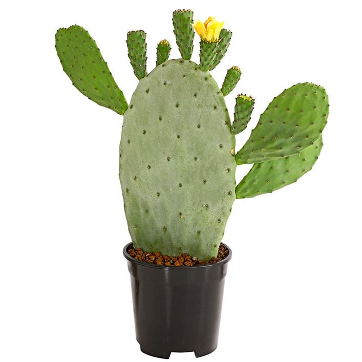 Feigenkaktus - Opuntia indica | Dehner