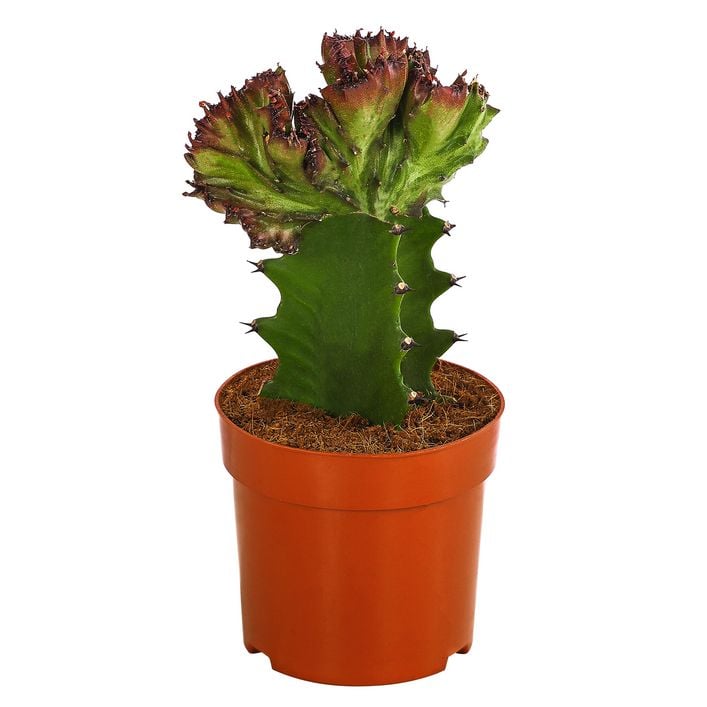 ficus elastica gummibaum Ficus Elastica Robusta am Stamm 130cm – MyZimmerpflanze.de