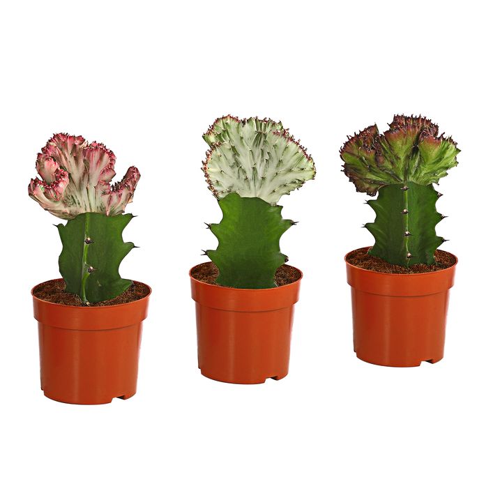 Korallen-Wolfsmilch - Euphorbia lactea, | Dehner