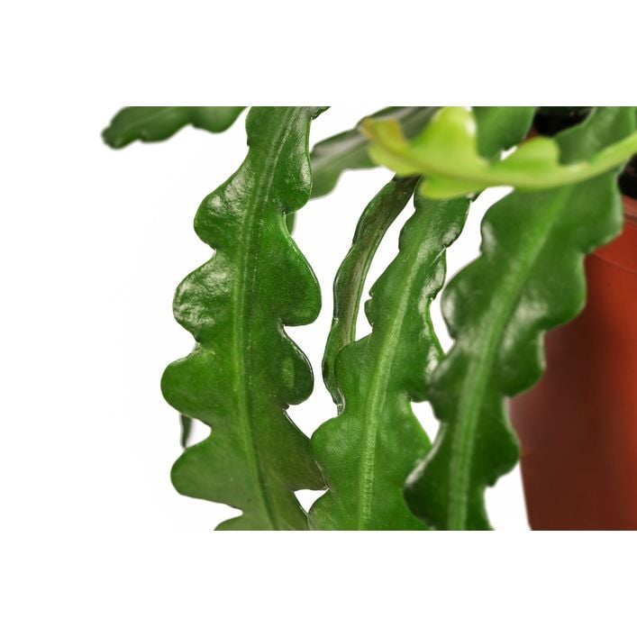 Sgeblattkaktus - Epiphyllum anguliger | Dehner