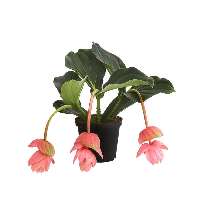 Medinille - Medinilla 'Piccolini' | Dehner