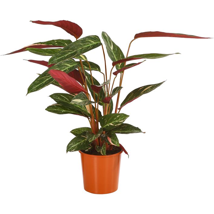 Korbmarante - Calathea sanguinea 'Magicstar' | Dehner