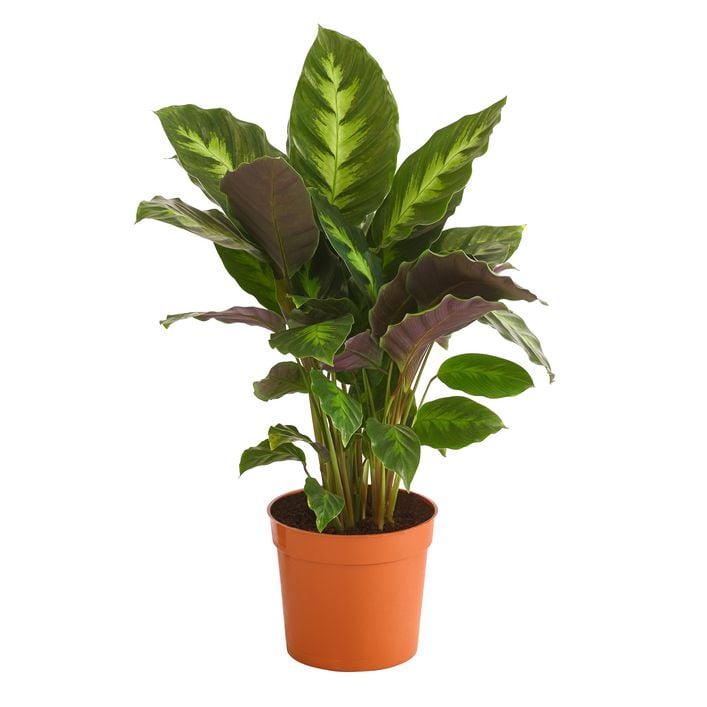 Korbmarante - Calathea 'Misto' | Dehner