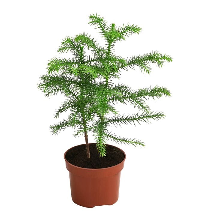 nektarinenbaum düngen Mini-Nektarine Morton main image 1