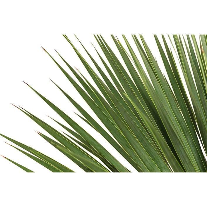 thuja zierbaum Thuja orientalis 'Weedom' main image 1