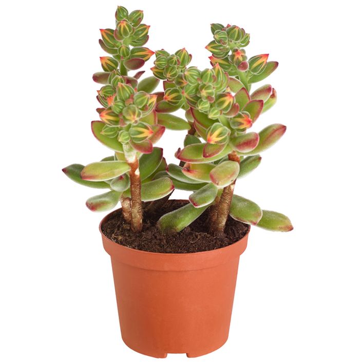 Echeverie - Echeveria pulvinata 'Pulvinata' | Dehner