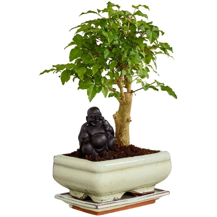 Bonsai mit Buddha, verschiedene Sorten | Dehner