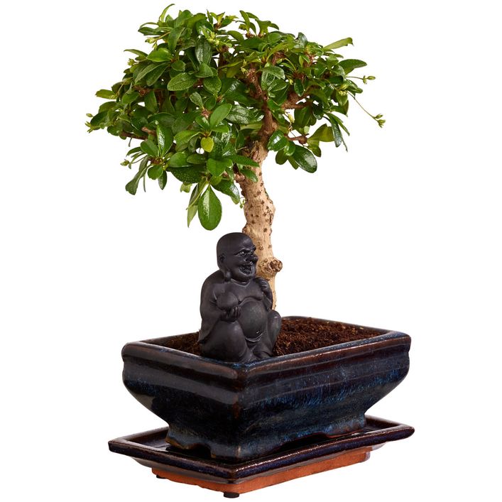 ficus benjamina bonsai kaufen Ficus Benjamina 20 yr old – My O My Bonsai main image 1