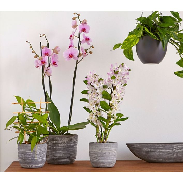 Efeutute - Epipremnum aureum 'Torro', Ampel | Dehner
