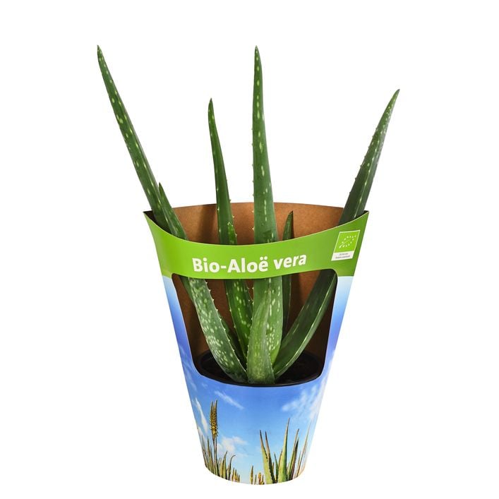 Bio Echte Aloe - Aloe vera | Dehner