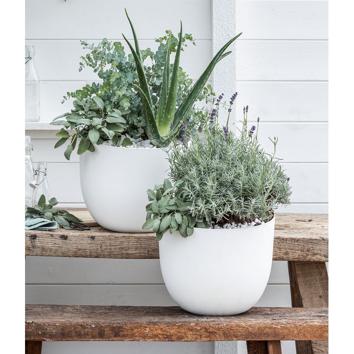 Bio Echte Aloe - Aloe vera | Dehner