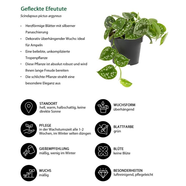 Gefleckte Efeutute - Scindapsus pictus | Dehner