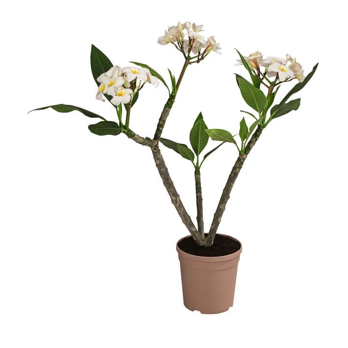 Frangipani Plumeria cultivars, verschiedene Dehner