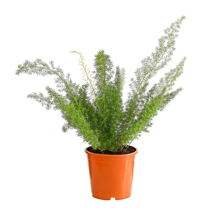 Zierspargel Samen 80 Stück - Schnellwachsende Kletterpflanzen