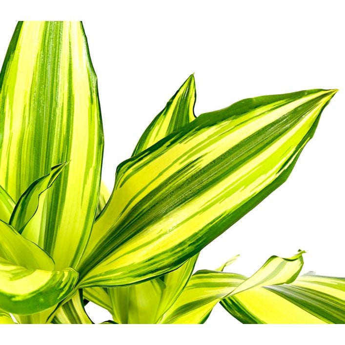 Drachenbaum - Dracaena fragrans 'Yellow Coast' | Dehner