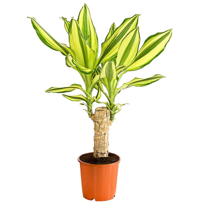 Drachenbaum - Dracaena fragrans 'Yellow Coast' | Dehner