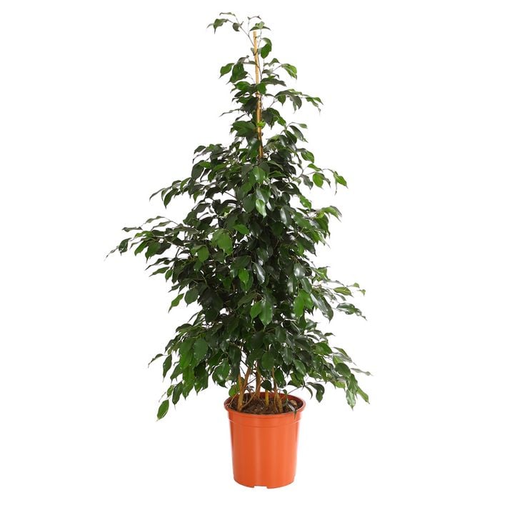 Birkenfeige - Ficus benjamini 'Danielle' | Dehner