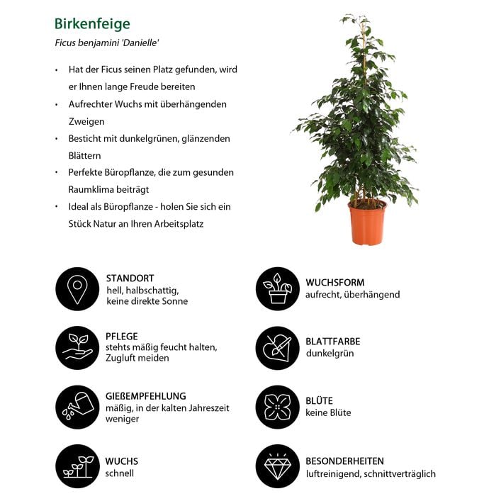 Birkenfeige - Ficus benjamini 'Danielle' | Dehner