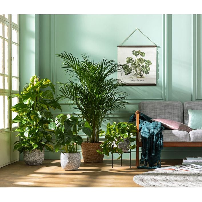 fargesia rufa samen Gartenbambus - Fargesia rufa