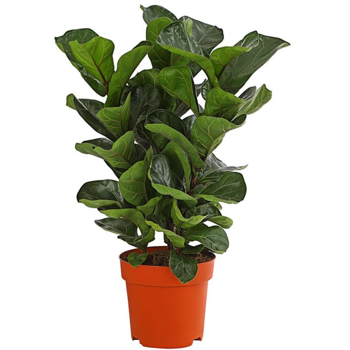 Geigenfeige - Ficus lyrata, dreitriebig | Dehner