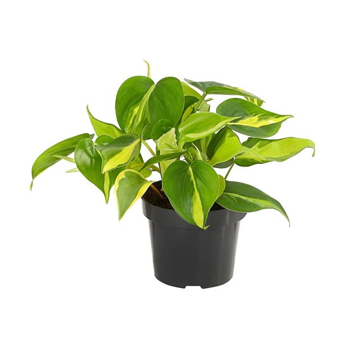 Baumfreund - Philodendron scandens 'Brasil' | Dehner