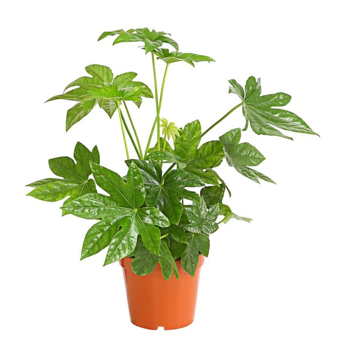 Zimmeraralie - Fatsia japonica | Dehner