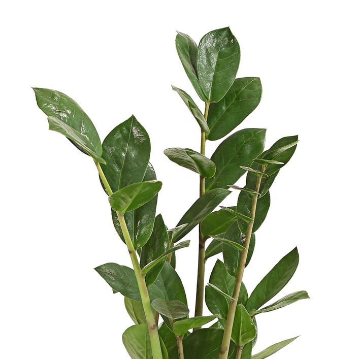 Glcksfeder - Zamioculcas zamiifolia | Dehner