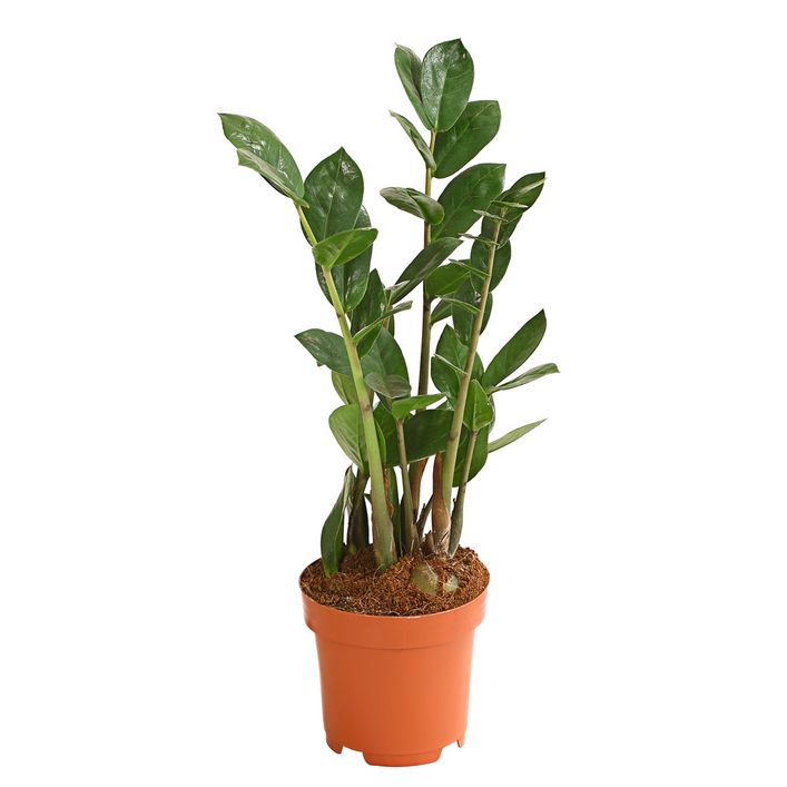 Glcksfeder - Zamioculcas zamiifolia | Dehner