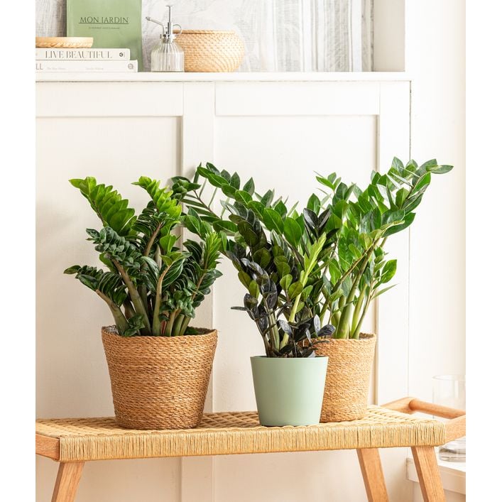 Glcksfeder - Zamioculcas zamiifolia | Dehner